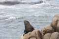 South American fur seal, Arctocephalus australis, in Cabo Polonio, Uruguay Royalty Free Stock Photo