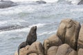 South American fur seal, Arctocephalus australis, in Cabo Polonio, Uruguay Royalty Free Stock Photo