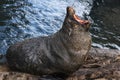 South American Fur Seal Arctocephalus australis Royalty Free Stock Photo