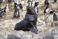 South American fur seal at the front of an imperial shag colony near Ushuaia, Argentina Royalty Free Stock Photo