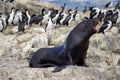 South American fur seal at the front of an imperial shag colony near Ushuaia, Argentina Royalty Free Stock Photo