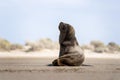 South American fur seal, arctocephalus australis Royalty Free Stock Photo