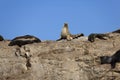 South American Fur Seal, arctocephalus australis, Paracas Reserve in Peru Royalty Free Stock Photo