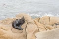 South American fur seal, Arctocephalus australis, in Cabo Polonio, Uruguay Royalty Free Stock Photo