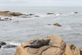 South American fur seal, Arctocephalus australis, in Cabo Polonio, Uruguay Royalty Free Stock Photo