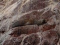 South American fur seal Arctocephalus australis sea lion marine wildlife mammal at Islas Ballestas Islands Paracas Peru Royalty Free Stock Photo