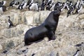 South American fur seal at the front of an imperial shag colony near Ushuaia, Argentina Royalty Free Stock Photo