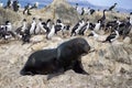 South American fur seal at the front of an imperial shag colony near Ushuaia, Argentina Royalty Free Stock Photo