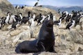 South American fur seal at the front of an imperial shag colony near Ushuaia, Argentina Royalty Free Stock Photo