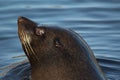 South American fur seal head Royalty Free Stock Photo