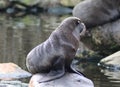 South American fur seal on rock Royalty Free Stock Photo