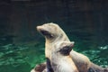 South American fur seal Royalty Free Stock Photo