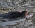 South American fur seal swimming Royalty Free Stock Photo