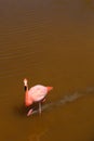 South American Galapagos pink pelican Bird