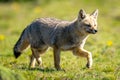 South American gray fox runs over grass Royalty Free Stock Photo