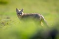 South American gray fox stand behind bush Royalty Free Stock Photo
