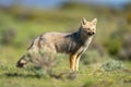 South American gray fox standing behind bush Royalty Free Stock Photo
