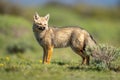 South American gray fox stands behind bush Royalty Free Stock Photo