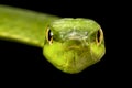 South American green vine snake (Oxybelis fulgidus) Royalty Free Stock Photo