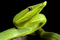 South American green vine snake, Oxybelis fulgidus Royalty Free Stock Photo