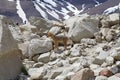 South American grey fox Lycalopex griseus at the Torres del Paine National Park, Chile