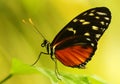 South American Harmonia Tiger Wing Butterfly Royalty Free Stock Photo