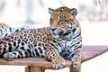 South American jaguar (Panthera onca). Tropical feline Royalty Free Stock Photo