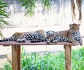 South American jaguar (Panthera onca). Tropical feline Royalty Free Stock Photo