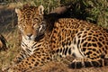 South american Jaguar relaxing Royalty Free Stock Photo