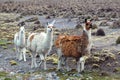 South American Llamas