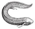 South American Lungfish or Lepidosiren paradoxa, vintage engraving