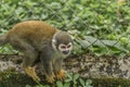South American Monkey