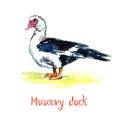 South American Muscovy duck standing on green meadow, hand painted watercolor illustration design element Royalty Free Stock Photo