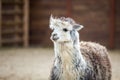 The South American pack-animal of the family. Camels with valuable wool Royalty Free Stock Photo