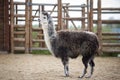 The South American pack-animal of the family. Camels with valuable wool Royalty Free Stock Photo