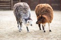 The South American pack-animal of the family. Camels with valuable wool Royalty Free Stock Photo