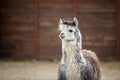 The South American pack-animal of the family. Camels with valuable wool Royalty Free Stock Photo