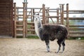 The South American pack-animal of the family. Camels with valuable wool Royalty Free Stock Photo