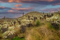 South american paramo in El Angel Ecological