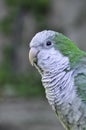 South American Parrot Myiopsitta monachus