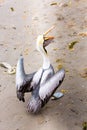 South American Pelican on Ballestas Islands in Peru,Paracas National park.