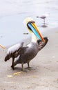 South American Pelican on Ballestas Islands in Peru,Paracas National park.