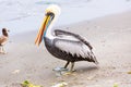 South American Pelican on Ballestas Islands in Peru,Paracas National park.