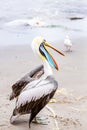 South American Pelican on Ballestas Islands in Peru, Paracas National park.
