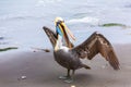 South American Pelican on Ballestas Islands in Peru,Paracas National park