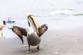 South American Pelican on Ballestas Islands in Peru,Paracas National park.