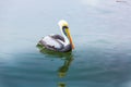 South American Pelican on Ballestas Islands in Peru,Paracas National park,at lake.