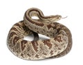 South American rattlesnake - Crotalus durissus Royalty Free Stock Photo