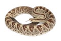 South American rattlesnake - Crotalus durissus, poisonous, whit