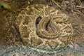 South American Rattlesnake